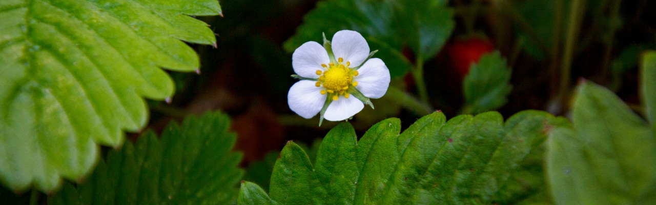 Jordbærplanter. Foto: Pixabay Jordbærplanter. Foto: Pixabay